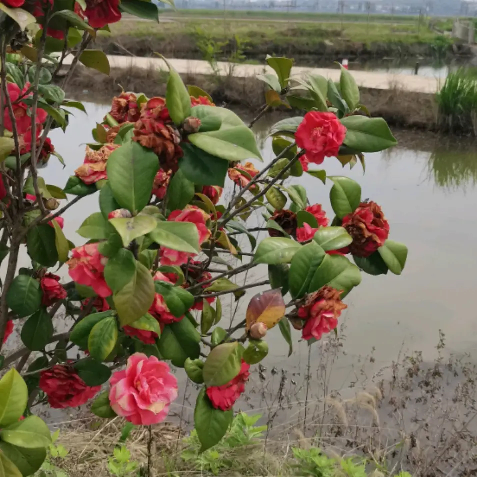 西甲焦点战：埃尔切对皇家奥维耶多，攻防转换与球员对决成关键